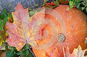 Orange pumpkin and maple leaf. Autumn pumpkin harvest.