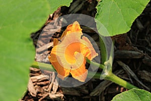 Orange Pumpkin plant flower blossom