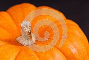 Orange Pumpkin Stem