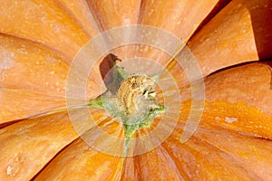 Orange pumpkin stem macro background texture