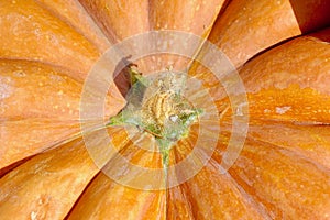 Orange pumpkin stem macro background texture