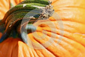 Orange pumpkin stem macro background texture
