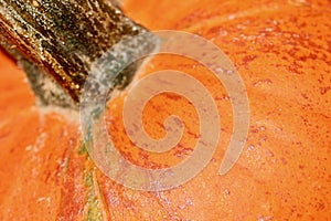 Orange pumpkin stem macro background texture
