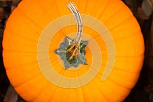Orange pumpkin stem