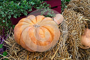 Orange pumpkin on straw bales. Autumn harvest of pumpkins