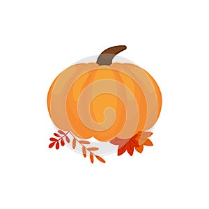 Orange pumpkin vector illustration. Autumn halloween pumpkin, vegetable graphic icon or print, isolated on white background