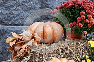 Orange pumpkin, yellow dry leaves and autumn flowers chrysanthemums on the straw bales for Halloween. Halloween decoration home ya