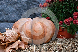 Orange pumpkin, yellow dry leaves and autumn flowers chrysanthemums on the straw bales for Halloween. Halloween decoration home ya