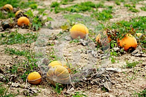 Orange Pumpkings
