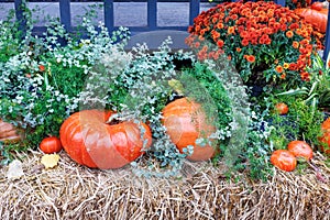 Orange pumpkins, asters, green shrubs on straw bales in front of the entrance to the house on the eve of Halloween