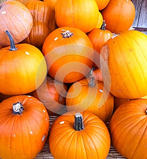 Orange Pumpkins