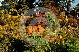 Orange pumpkins on a floral background, autumn