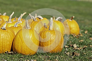 Orange Pumpkins on Green grass background