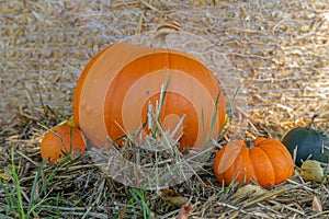 Orange pumpkins, harvesting