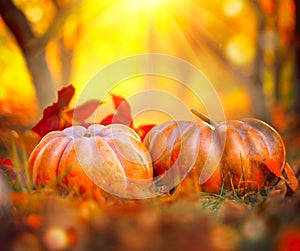 Orange pumpkins over bright autumnal nature background