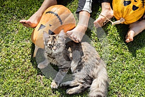 orange pumpkins with painted grins, a beloved pet kitten, the bare feet of two children sitting on the grass