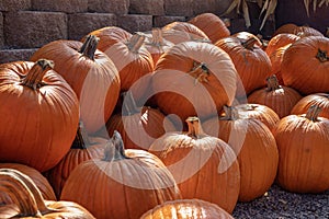 Orange pumpkins in a pumpkin patch