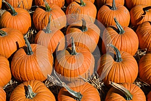 Orange pumpkins at pumpkin patch background