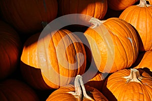 Orange pumpkins for sale