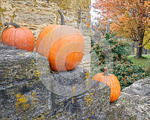 Naranja calabaza sobre el piedra escalera naranja rechazar un árbol 