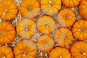 Orange pumpkins on straw hay background