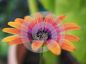 Orange and purple African daisy closeup