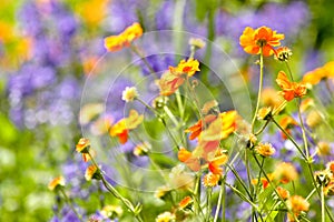 Orange and purple flowers