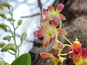 Orange and purple Orchids