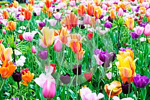 Orange purple pink white colorful natural tulip flower field in spring nature  background