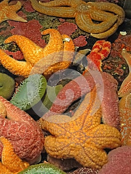 Orange and purple starfish and sea anemones