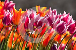 Orange and purple tulips