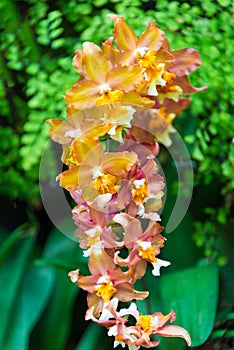 Orange Purple Wings Oncidium Hilda plumtree Orchids beautiful blossom flower