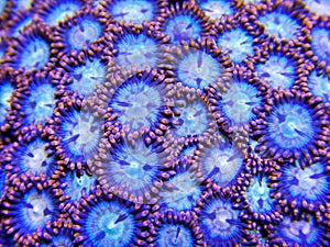 Orange and purple zoanthid corals