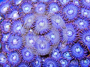 Orange and purple zoanthid corals