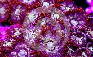 Orange and purple zoanthid polyp corals