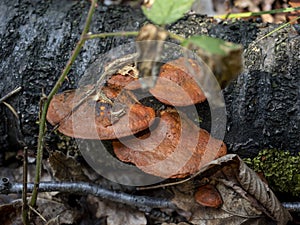 Pycnoporus Moshroom on a rotting tree trunk.