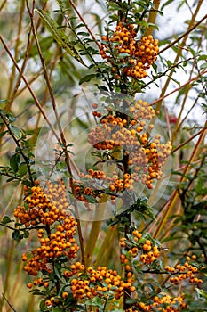 Orange Pyracantha Teton