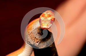 Orange python snake.