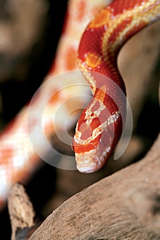 Orange python snake.