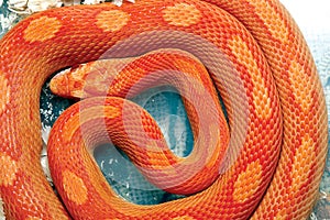 Orange python snake.