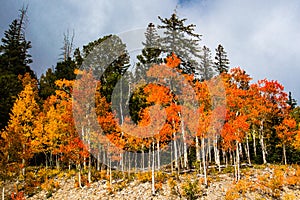 Orange Quaking Aspen photo