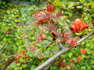 Orange quince (cydonia) flowers and small green fruits forming and maturing on branches of bush surrounded with