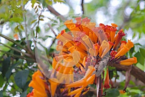 Orange Radermachera ignea flowers or Tree Jasmine photo