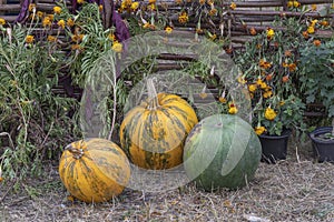 Orange raw pumpkins and yellow flowers near wicker fence, Ukraine, close up