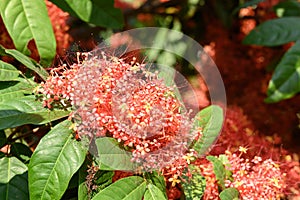 Orange red Ashoka tree flower blooming in ornamental garden