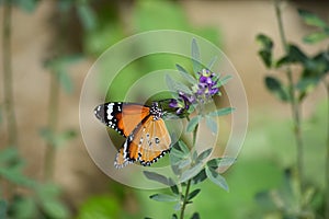 Orange red Asian butterfly on pink flowers in outdoor garden insect
