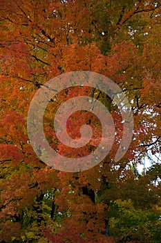 Orange red autumn trees