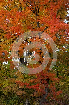 Orange red autumn trees