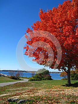 Orange Red Autumn Trees Fall in Kittery Maine photo