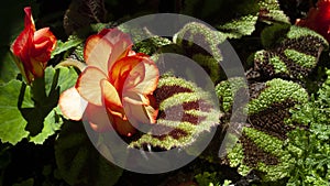 Orange and red begonia up close with blurred mottled background